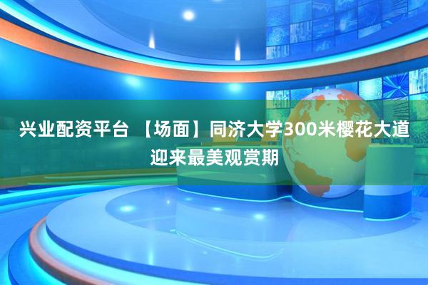 兴业配资平台 【场面】同济大学300米樱花大道迎来最美观赏期